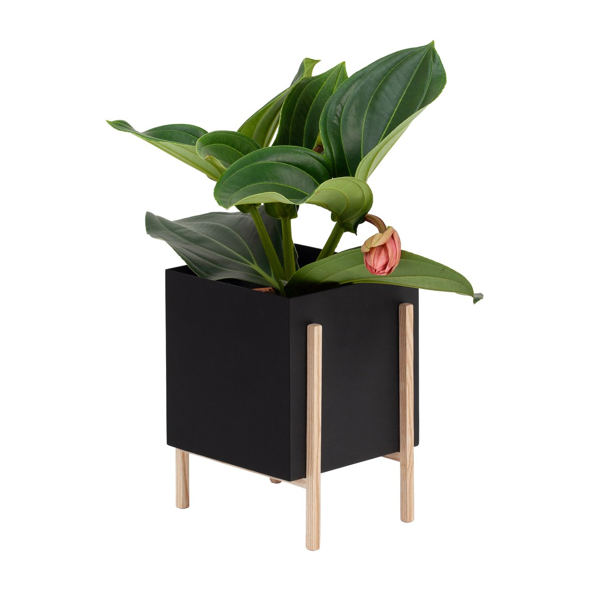 Botanic pot ruukku Musta-saarni