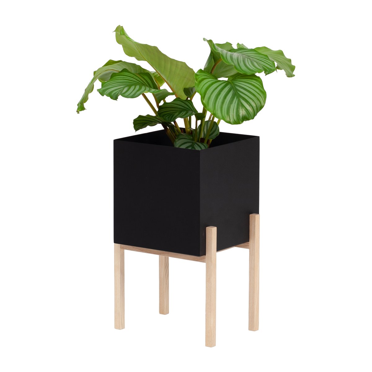 Botanic pedestal ruukku Musta-saarni