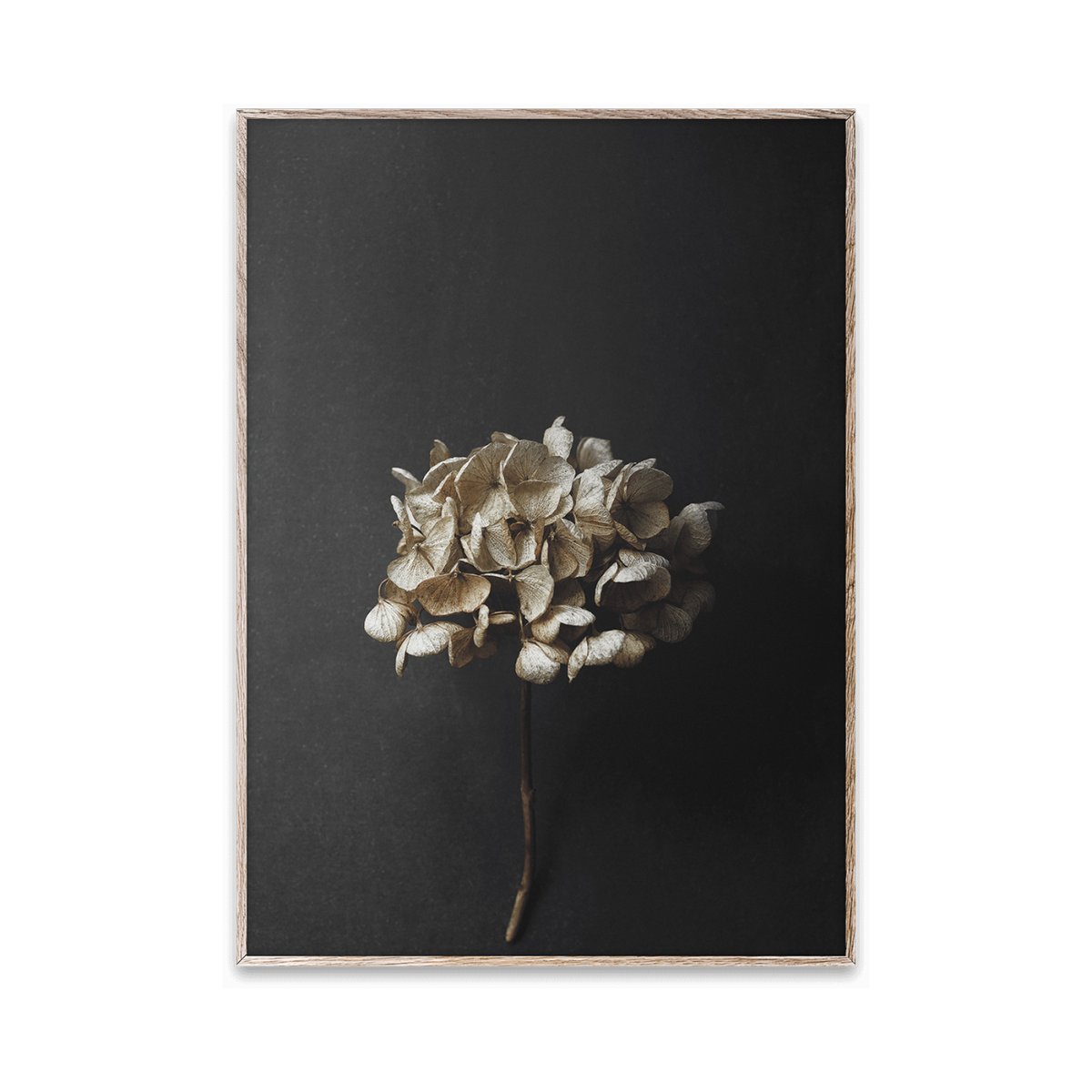 Still Life 04 Hydrangea juliste 30x40 cm