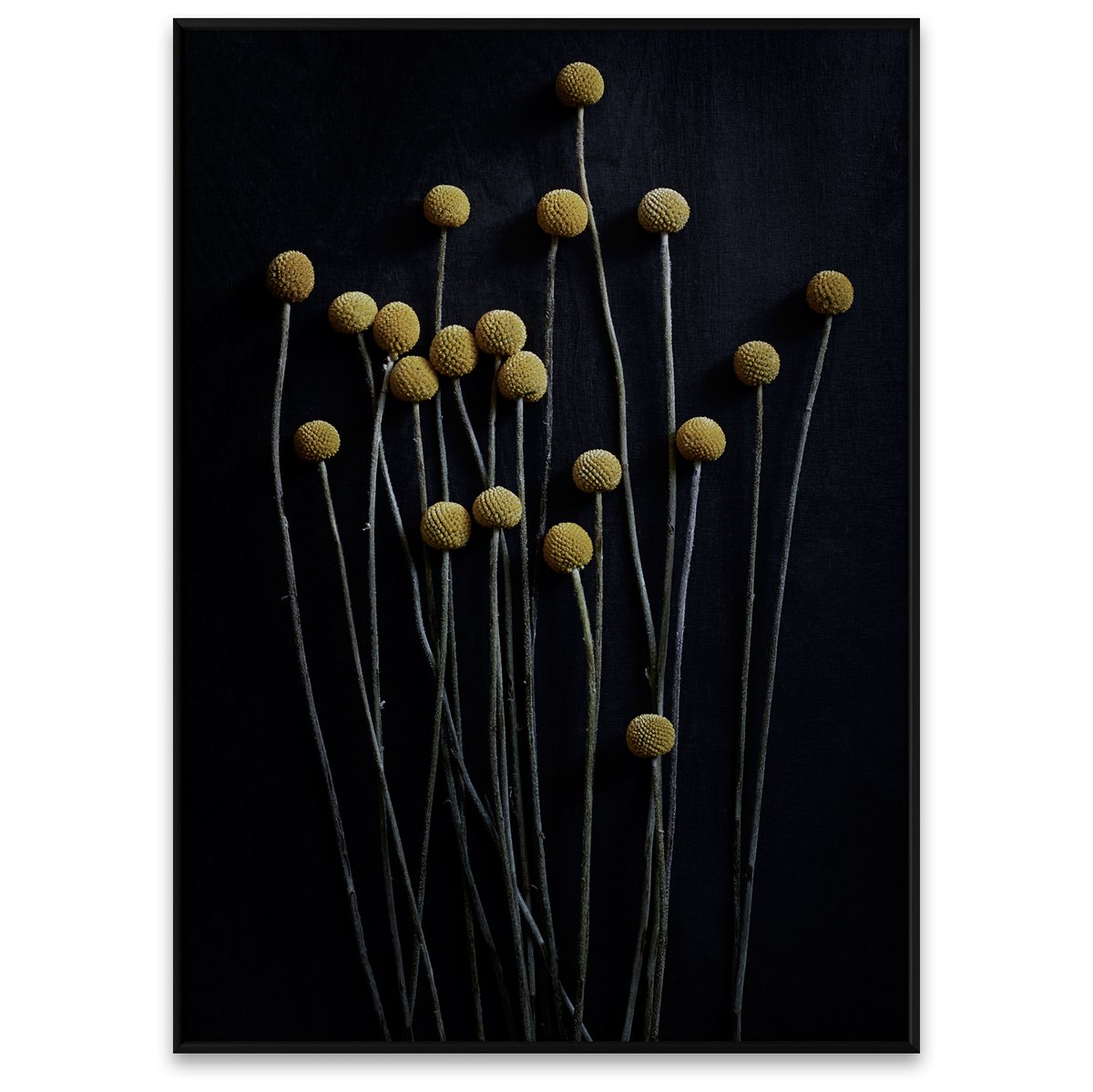 Still Life 01 Yellow Drumsticks juliste 50x70 cm