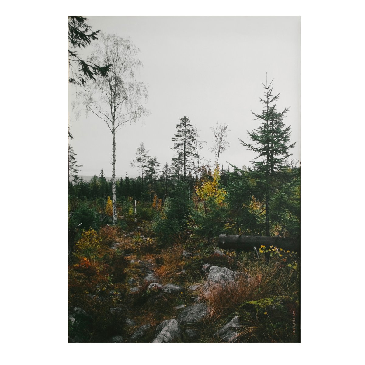 Norrland juliste 50x70 cm Harmaa-valkoinen