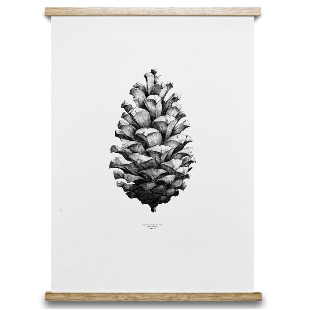 1:1 Pine Cone juliste valkoinen, 50x70 cm