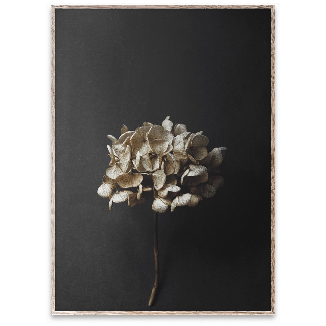 Still Life 04 Hydrangea juliste 50x70 cm