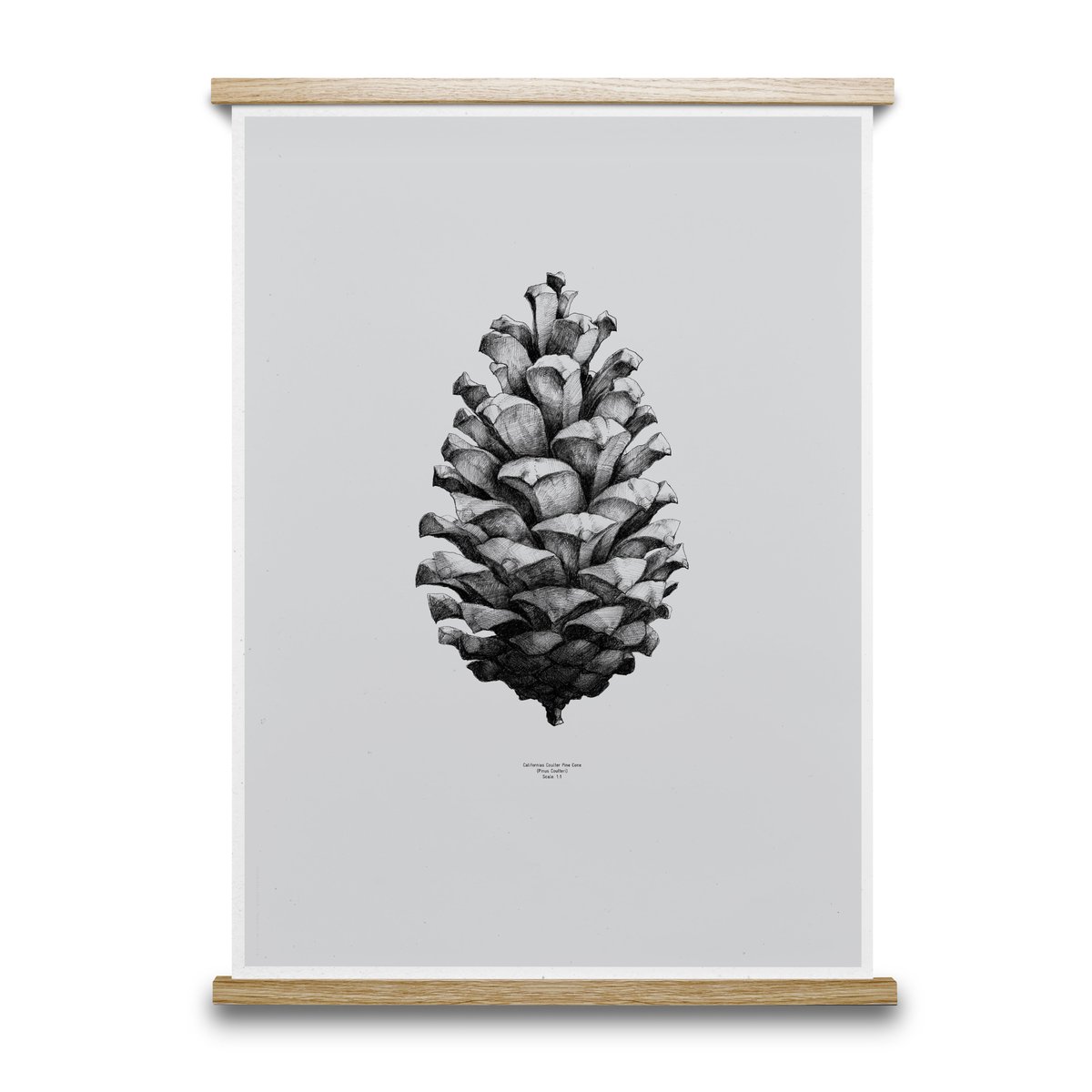 1:1 Pine Cone juliste harmaa, 50x70 cm